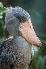 balaeniceps rex portrait in nature park