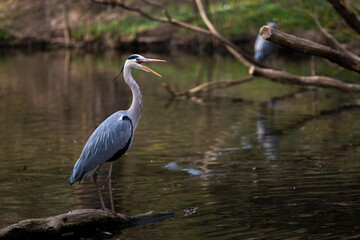 gray heron portrait in nature