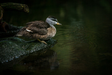 collared duck in nature park
