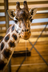 rothschild's giraffe portrait in zoo park