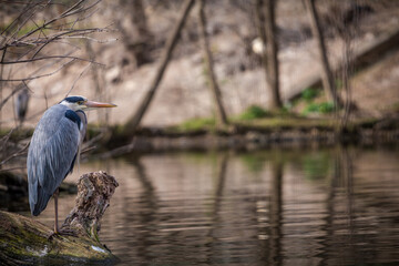 gray heron portrait in nature