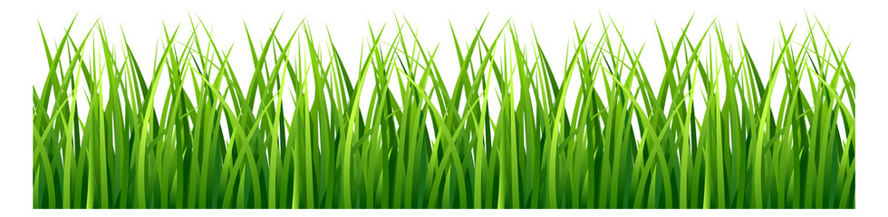 Fototapeta na wymiar Green grass border. Realistic horizontal meadow plants