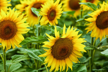 Fototapeta premium Sunflower agriculture field close up