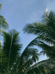 Fototapeta na wymiar Coconut tree and clear sky, tropical coconut tree leaves. Coconut fronds.