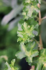close up of leaves