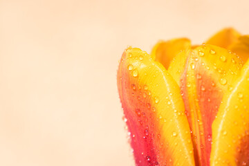 Colorful tulip close-up with water drops