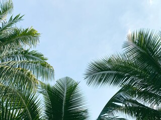 Fototapeta na wymiar Coconut tree leaves with blue sky in the background.