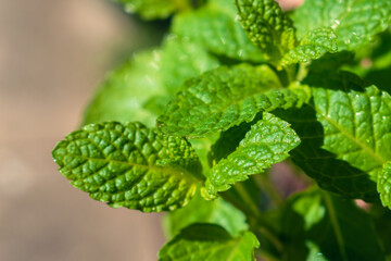 Close up of mint leaves with water drops