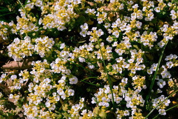 White arabis alpina caucasica flowers blooming in the garden