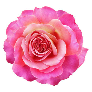 Pink  rose flower  on white isolated background with clipping path. Closeup. For design. Nature.