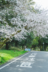 桜の花を見ながら散策する女性