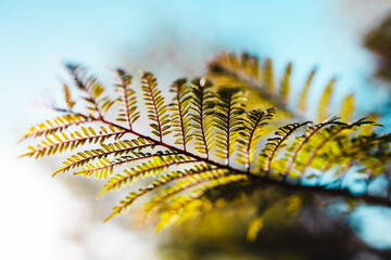 native Australian jacaranda plant shot at extremely shallow depth of field