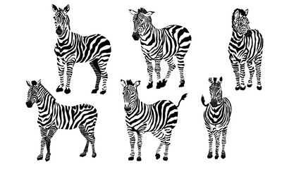 Fototapeta na wymiar vector image of six zebras standing