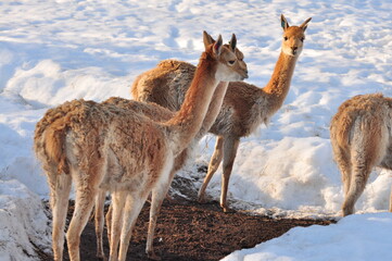 Animals are a traditionally distinguished category of organisms, currently considered as a biological kingdom. Animals are the main object of study of zoology. Animals are eukaryotes