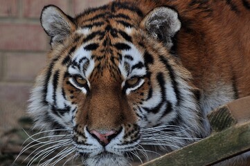Animals are a traditionally distinguished category of organisms, currently considered as a biological kingdom. Animals are the main object of study of zoology. Animals are eukaryotes