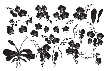 set of isolated phalaenopsis orchid silhouettes set of isolated phalaenopsis orchid silhouettes, black vector illustration with white outline © LypoVa