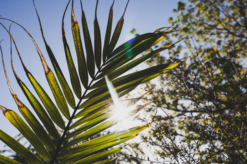 close-up of Majesty palm frond (Ravenea rivularis) outdoor in sunny backyard with sun flare