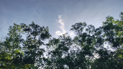 sky and clouds evening sky background with clouds and trees