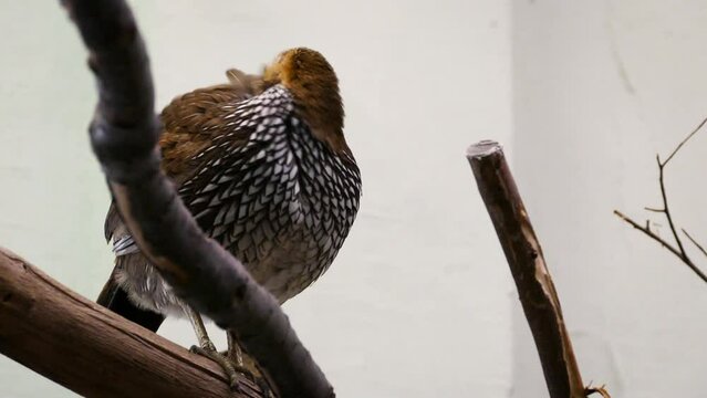 Sri Lankan junglefowl (Gallus lafayettii), female in a palm house
