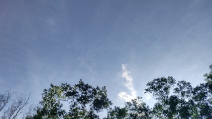 Fototapeta premium clouds and sky evening sky background with clouds and trees