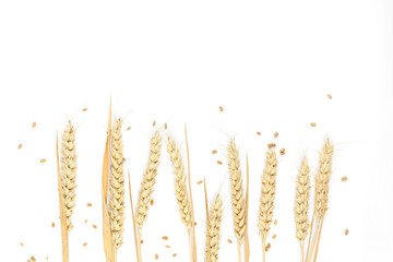 Ripe wheat ears and wheat grain isolated on white background. Top view. Copy space for a text
