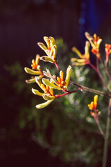 Fototapeta premium native Australian kangaroo paw plant with orange yellow flowers in tropical backyard