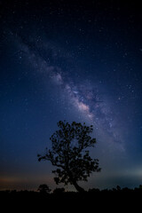 Obraz na płótnie Canvas Vertical Milky way with stars,silhouette tree in africa with sunrise.Tree silhouetted against a setting sun.Dark tree on open rice field dramatic night Blue sky.