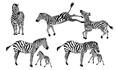 Fototapeta na wymiar vector image of zebras, one is back kicking and zebra mother is licking her baby