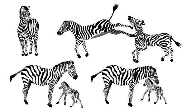 vector image of zebras, one is back kicking and zebra mother is licking her baby
