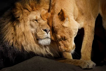 Fotobehang Leeuwin groeten mannetjes leeuw © Tanja Mikkelsen 