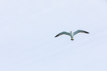 seagull flying over the sea