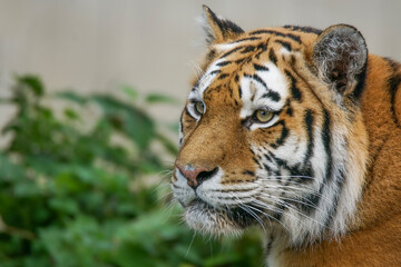 Fototapeta na wymiar Siberian tiger image profile portrait