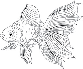 Fish drawing, gold fish line art
