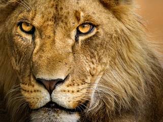 Lion closeup portrait