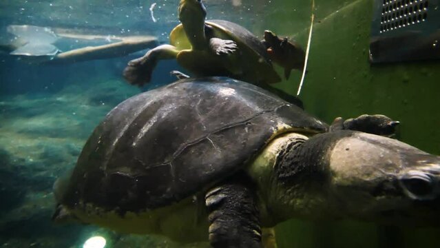 Malaysian giant turtle (Orlitia borneensis), underwater view