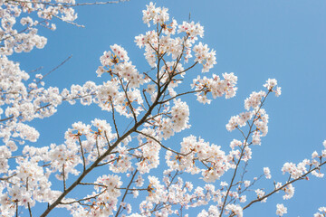 美しい満開のソメイヨシノ（鳥取県倉吉市・打吹公園）