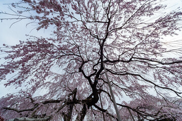 満天の桜