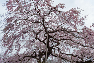 下からの枝垂れ桜
