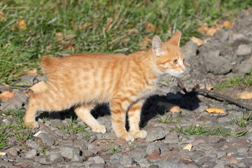 Kurilian Bobtail kitten, red color, Kunashir Island, South Kuriles