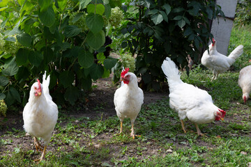 White hens looking for food in the grass