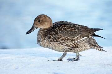 Female Northern pintail standing in the snow