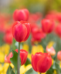 Fototapeta premium Close-up of tulips blooming in the garden