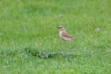 Northern wheatear sits on a grass. Close up