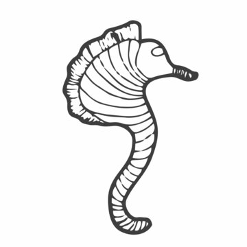 Seahorse - an inhabitant of the ocean - vector linear picture for coloring. Fish seahorse - underwater life for a coloring book. Outline. Hand drawing.