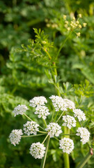 Flor silvestre blanca de tallo largo