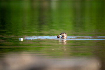 Smooth coated otter or Lutrogale perspicillata eating fish after hunting with reflection in...