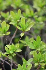 leaves in the garden