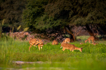 spotted deer or chital or axis deer herd or family in wild natural green scenic background in monsoon season outdoor wildlife safari at panna national park forest madhya pradesh india asia - axis axis