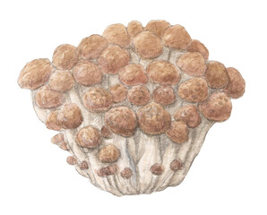 しめじ　水彩色鉛筆きのこイラスト