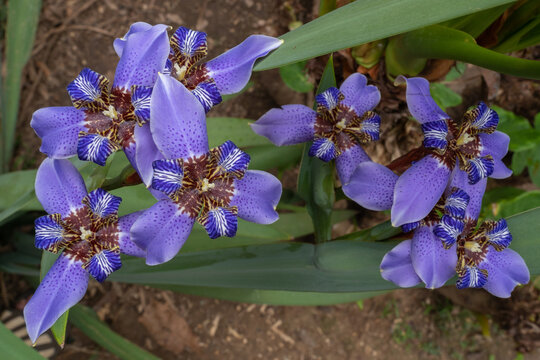 Closeup top view of colorful bright blue neomarica caerulea flowers aka walking iris or apostle's iris, blooming in garden outdoors on natural background